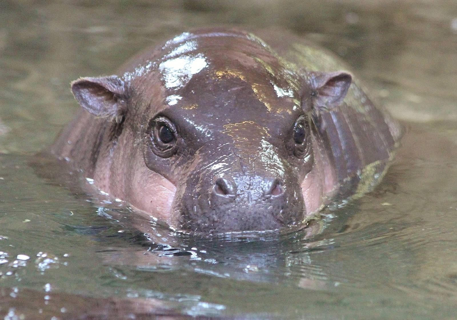 Pygmy Hippo calf