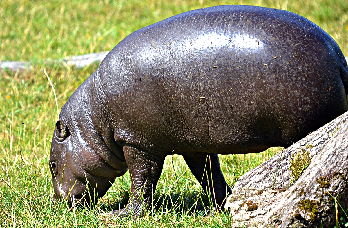 PYGMY HIPPO CALF