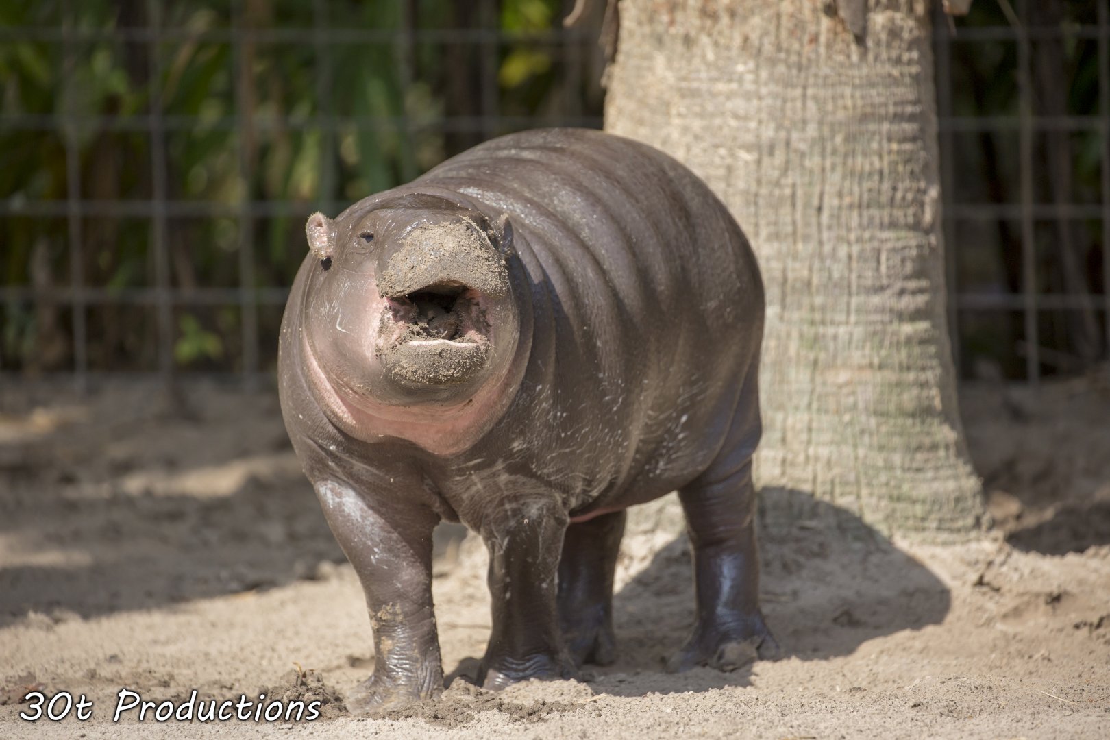 Pygmy Hippo calf