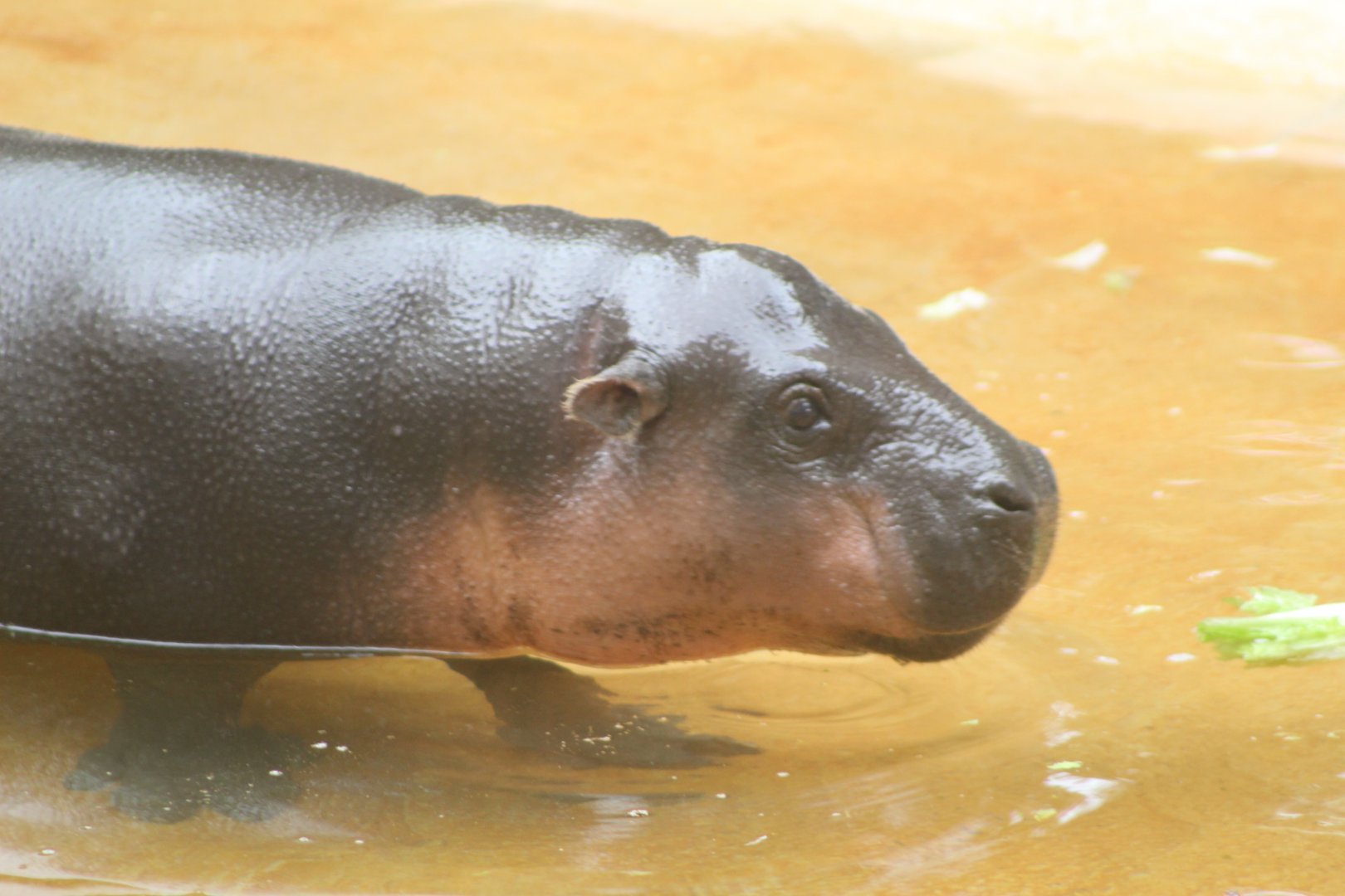 Pygmy Hippo Calf