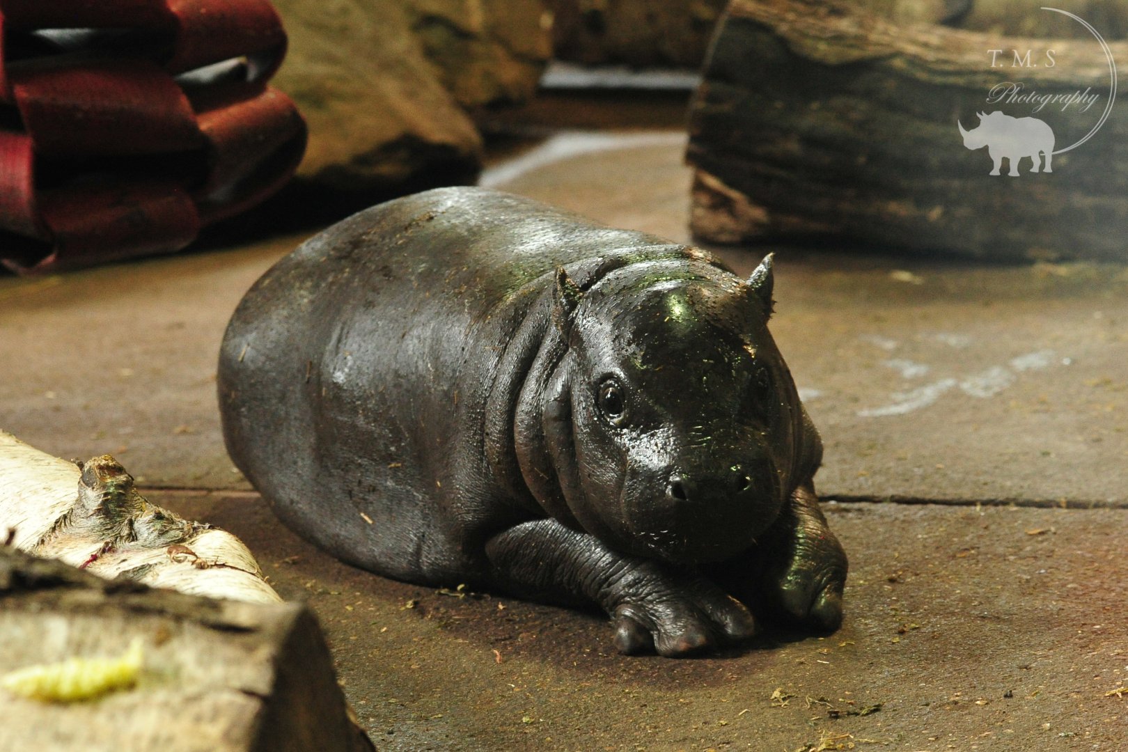 Pygmy Hippo Calf