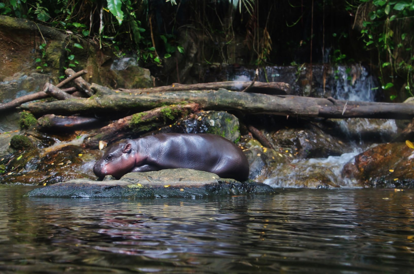 Pygmy Hippo calf