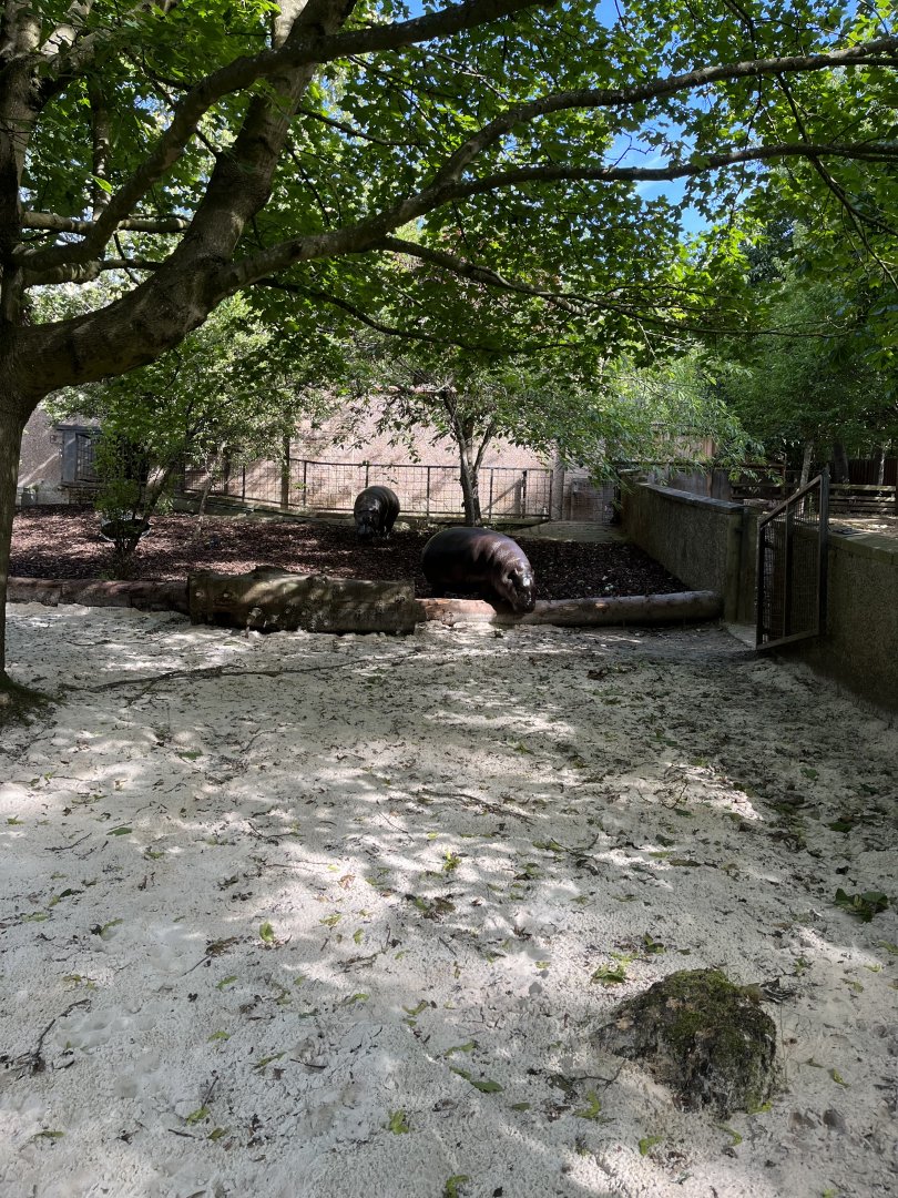 Pygmy hippo can’t climb over the log 18.7.23