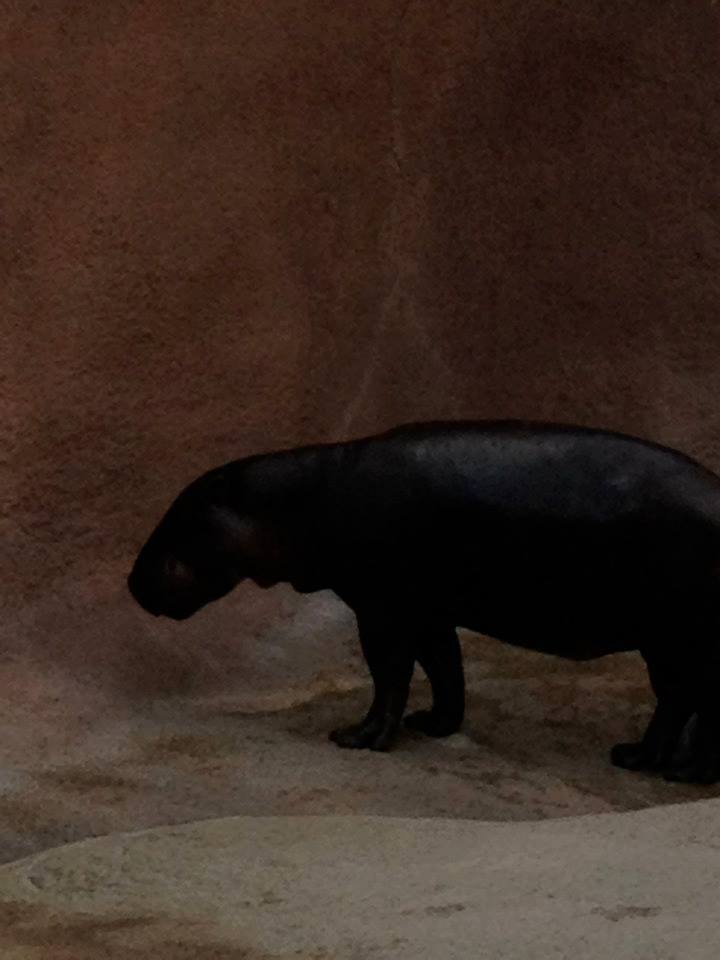 Pygmy hippo (Choeropsis liberiensis)