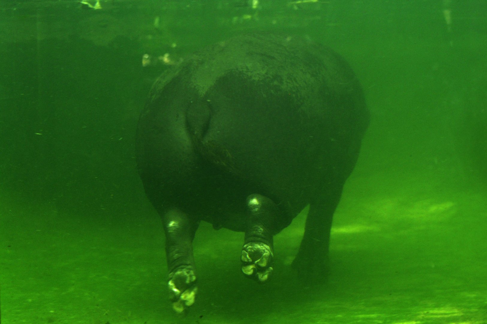 Pygmy hippo (Choeropsis liberiensis)