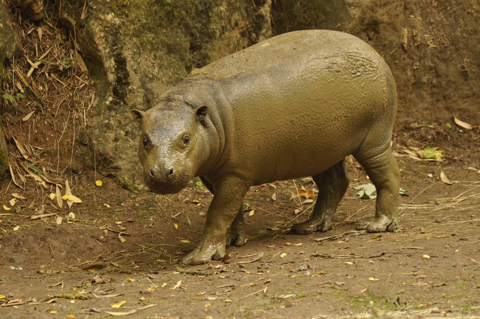 Pygmy hippo (Choeropsis liberiensis)