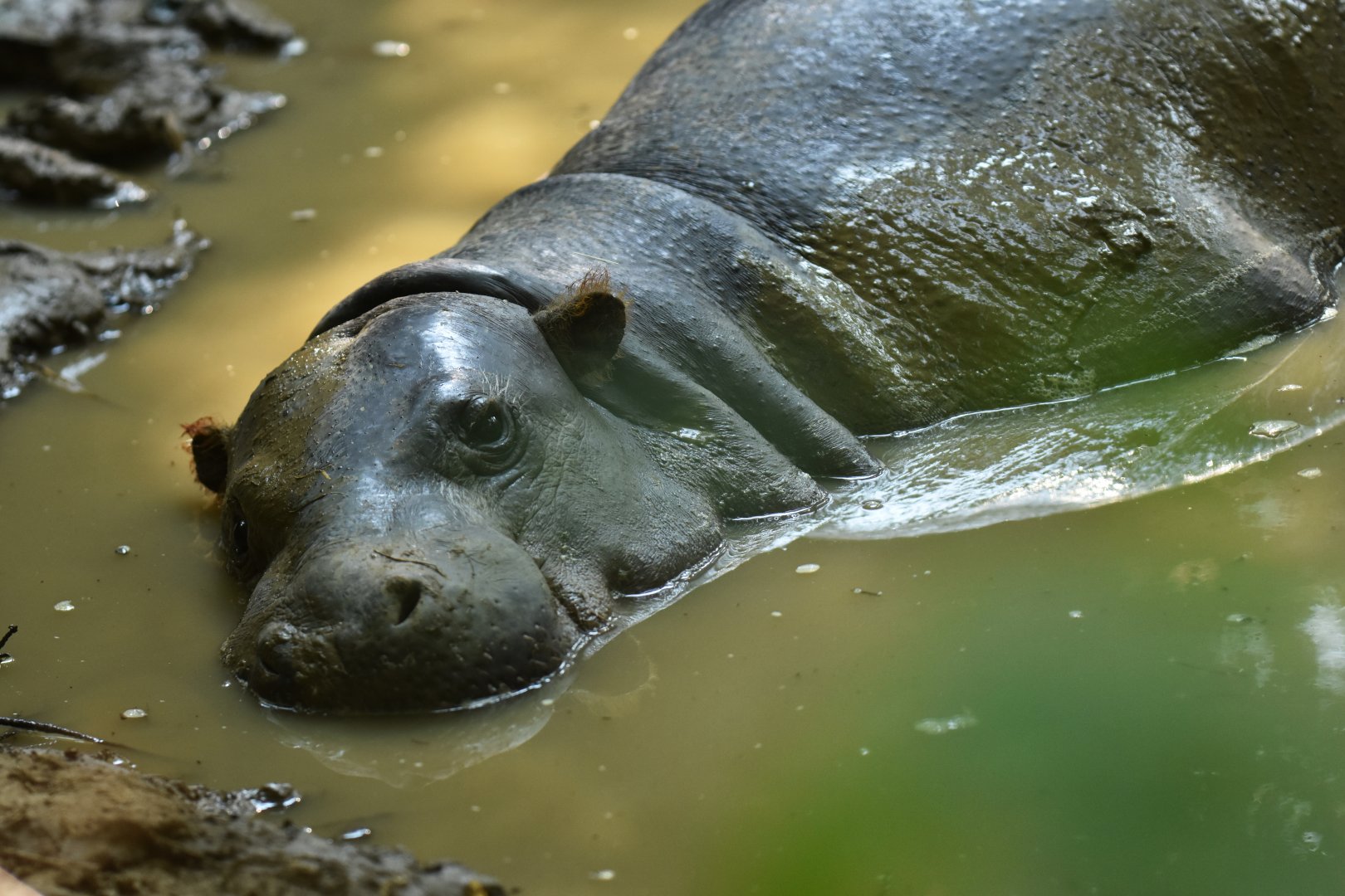 Pygmy hippo (Choeropsis liberiensis)