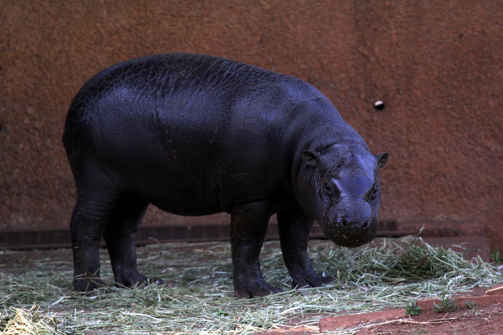 pygmy hippo (Choeropsis liberiensis)