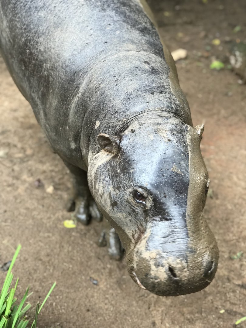 Pygmy Hippo (Choeropsis liberiensis)