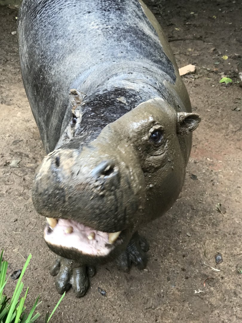 Pygmy Hippo (Choeropsis liberiensis)