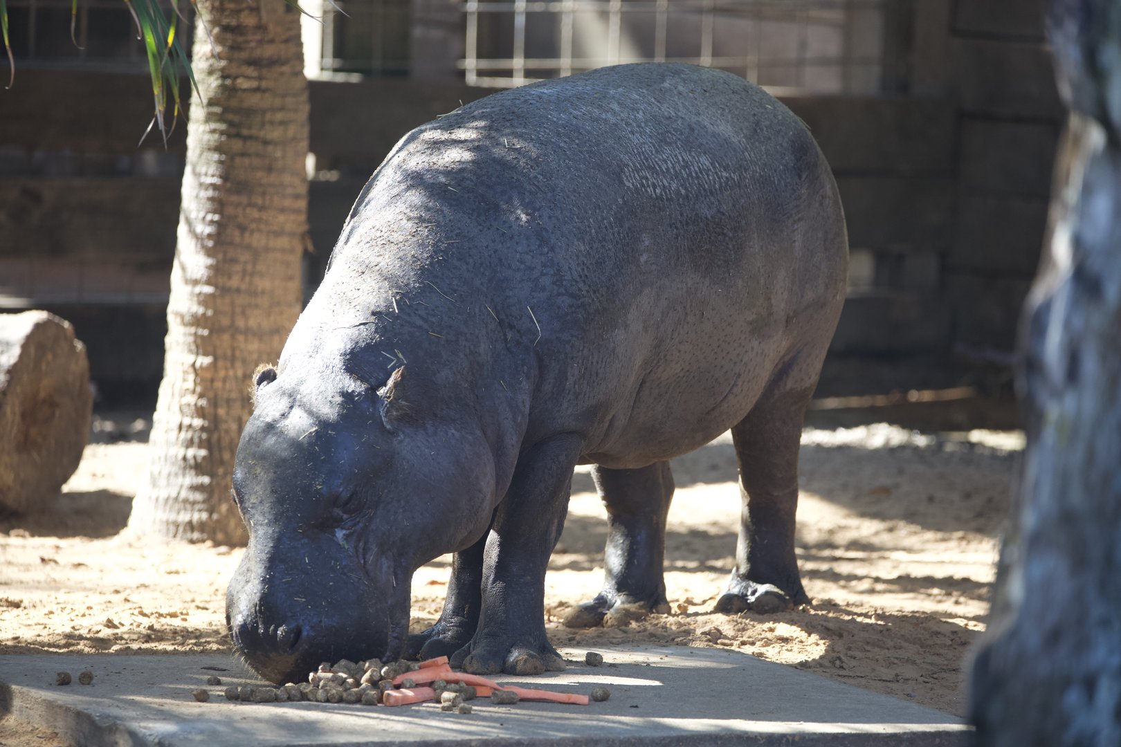 Pygmy Hippo/ Choeropsis liberiensis
