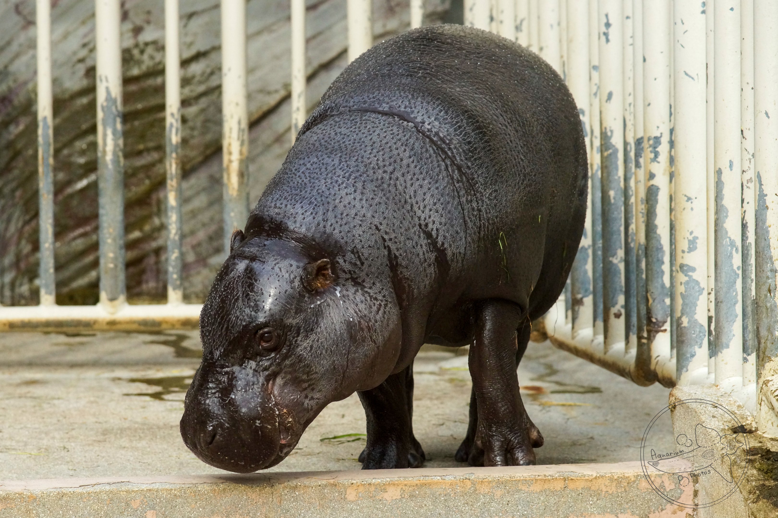 Pygmy Hippo (Choeropsis liberiensis)