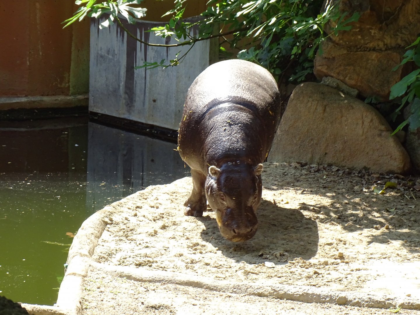 Pygmy hippo (Choeropsis liberiensis)