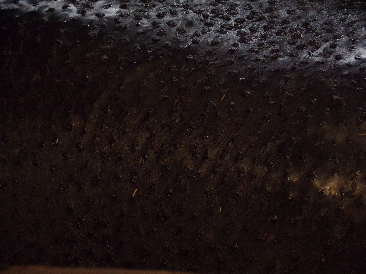 Pygmy hippo closeup 1.3.25