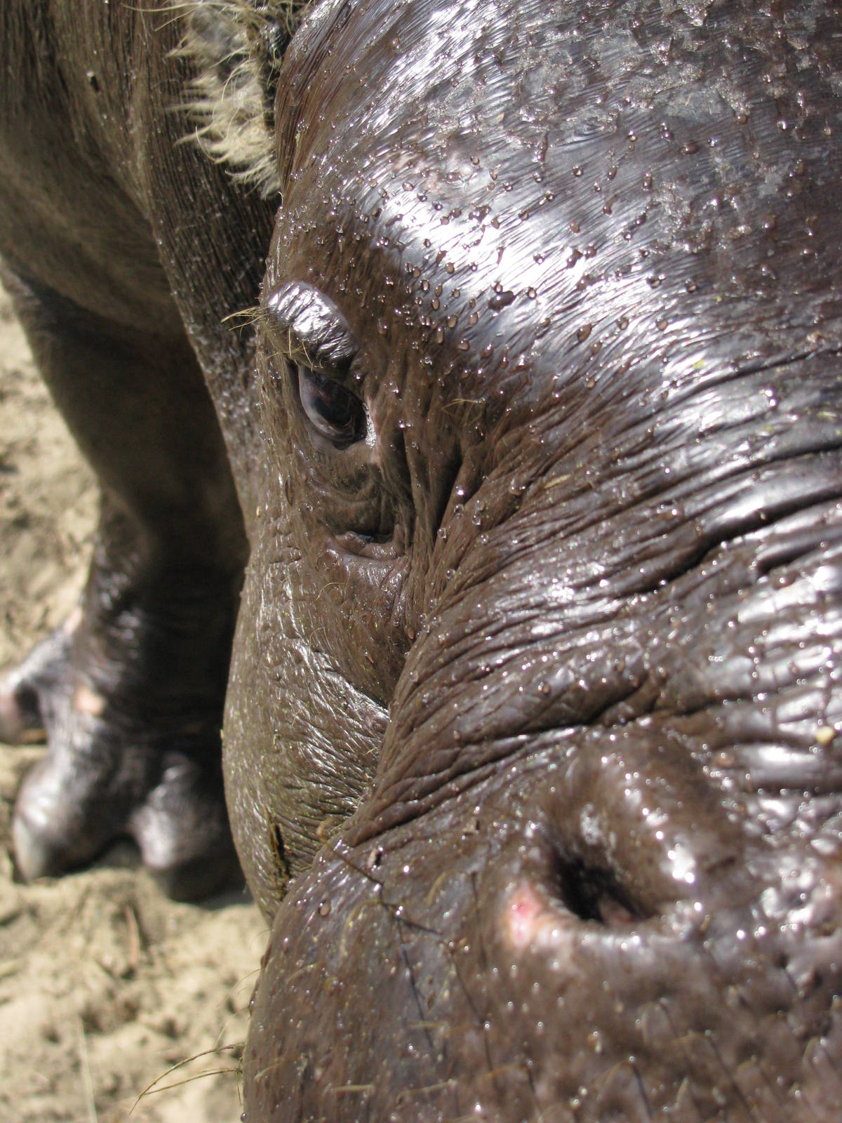 Pygmy hippo closeup 2
