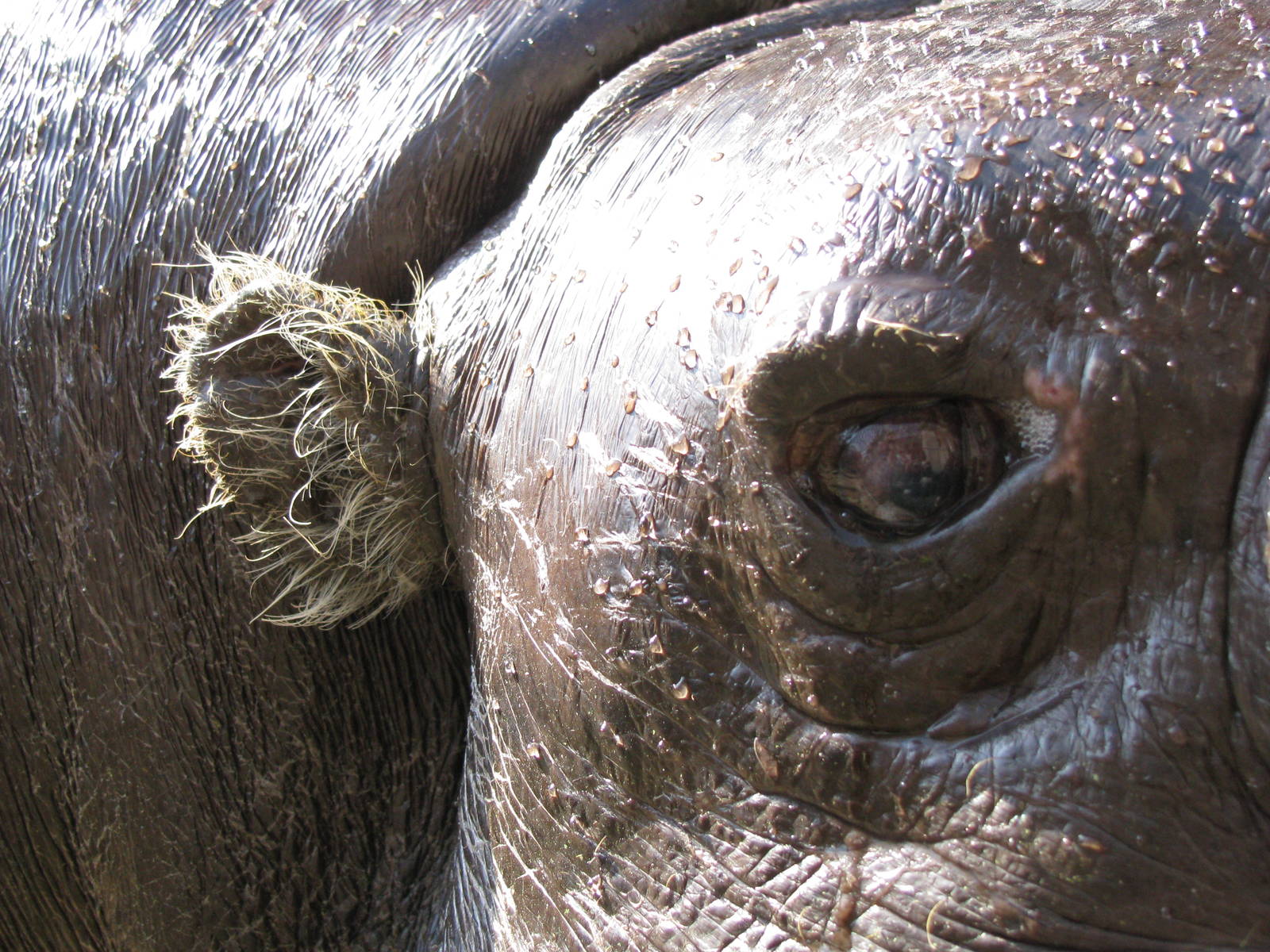 Pygmy hippo closeup