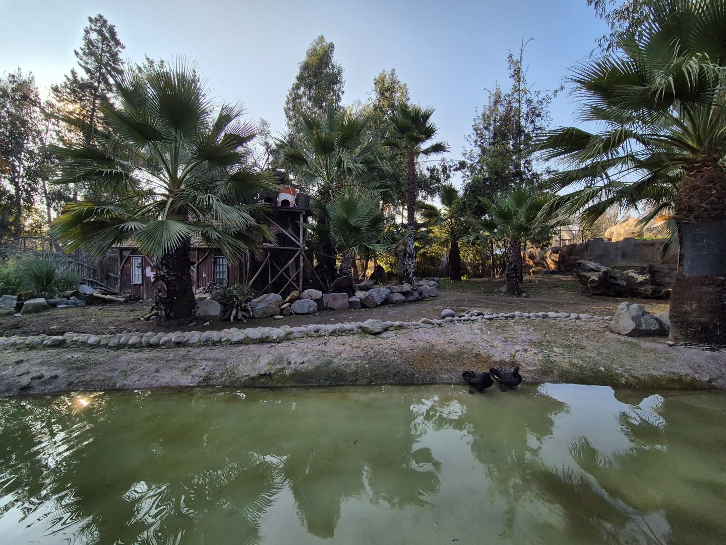 Pygmy Hippo/Collobus/Sitatunga mixed exhibit