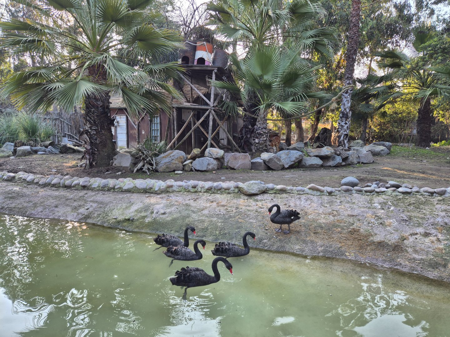 Pygmy hippo/Colobus/Sitatunga Exhibit
