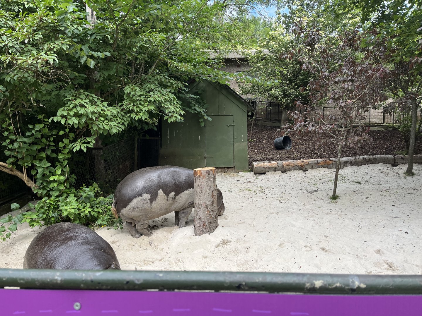 Pygmy hippo covered in sand 19.7.23