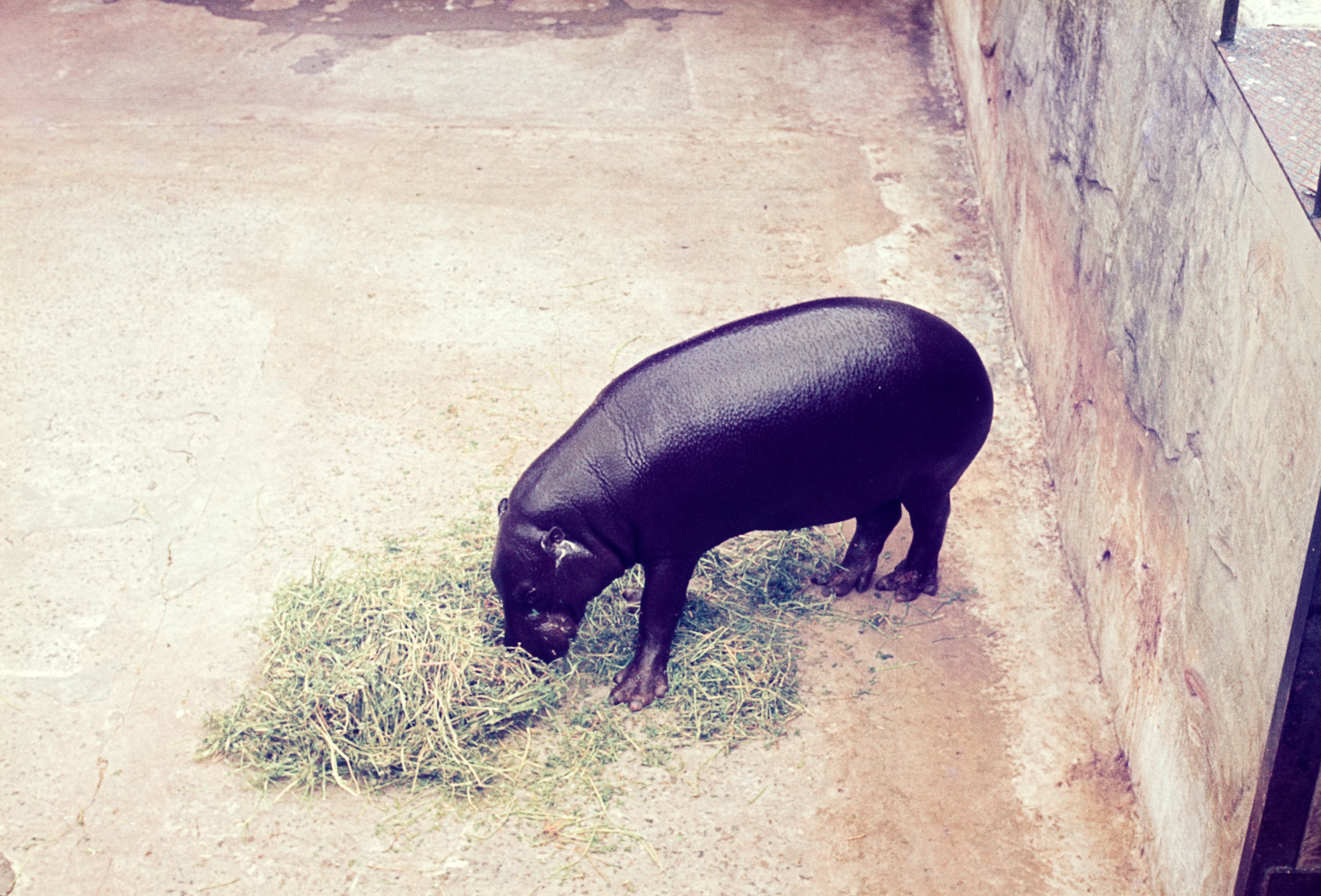 Pygmy Hippo - Dec 1976