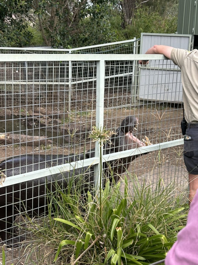 Pygmy hippo during keeper talk