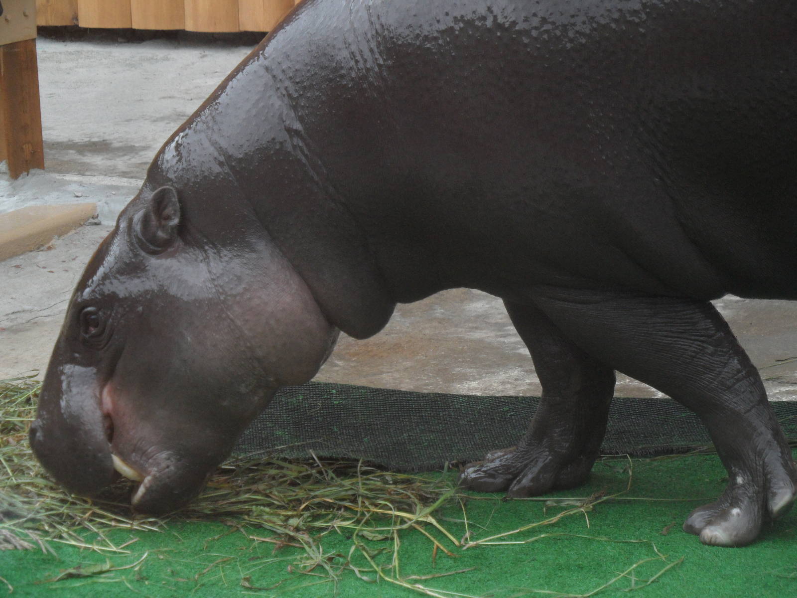 Pygmy hippo eating