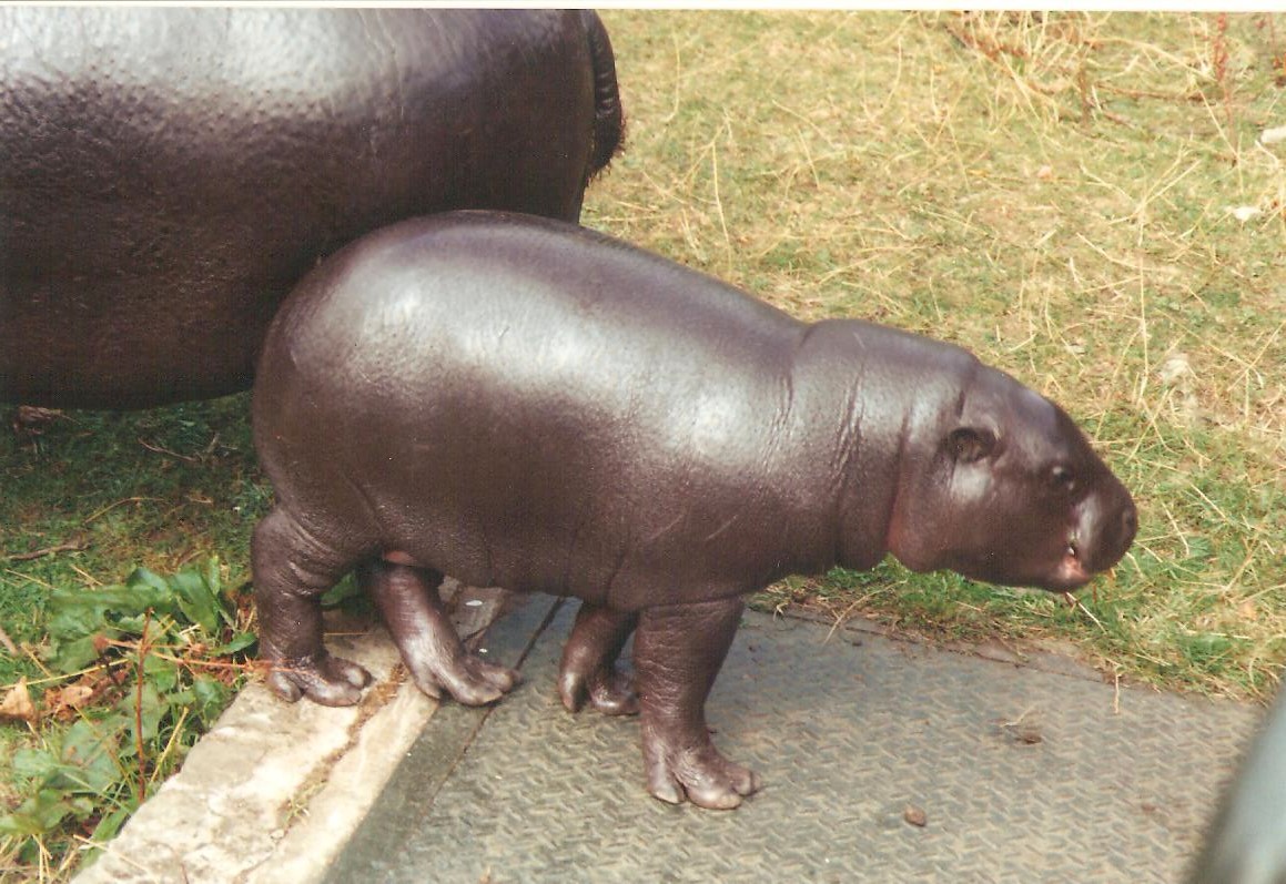 Pygmy Hippo Edinburgh Zoo