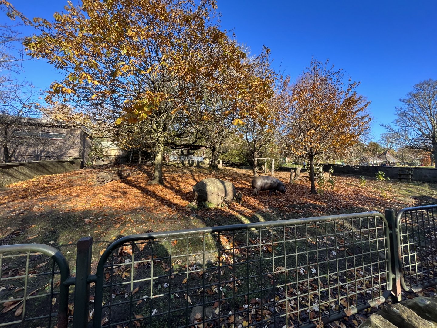 Pygmy hippo enclosure (0.5 zoom) 11.11.23