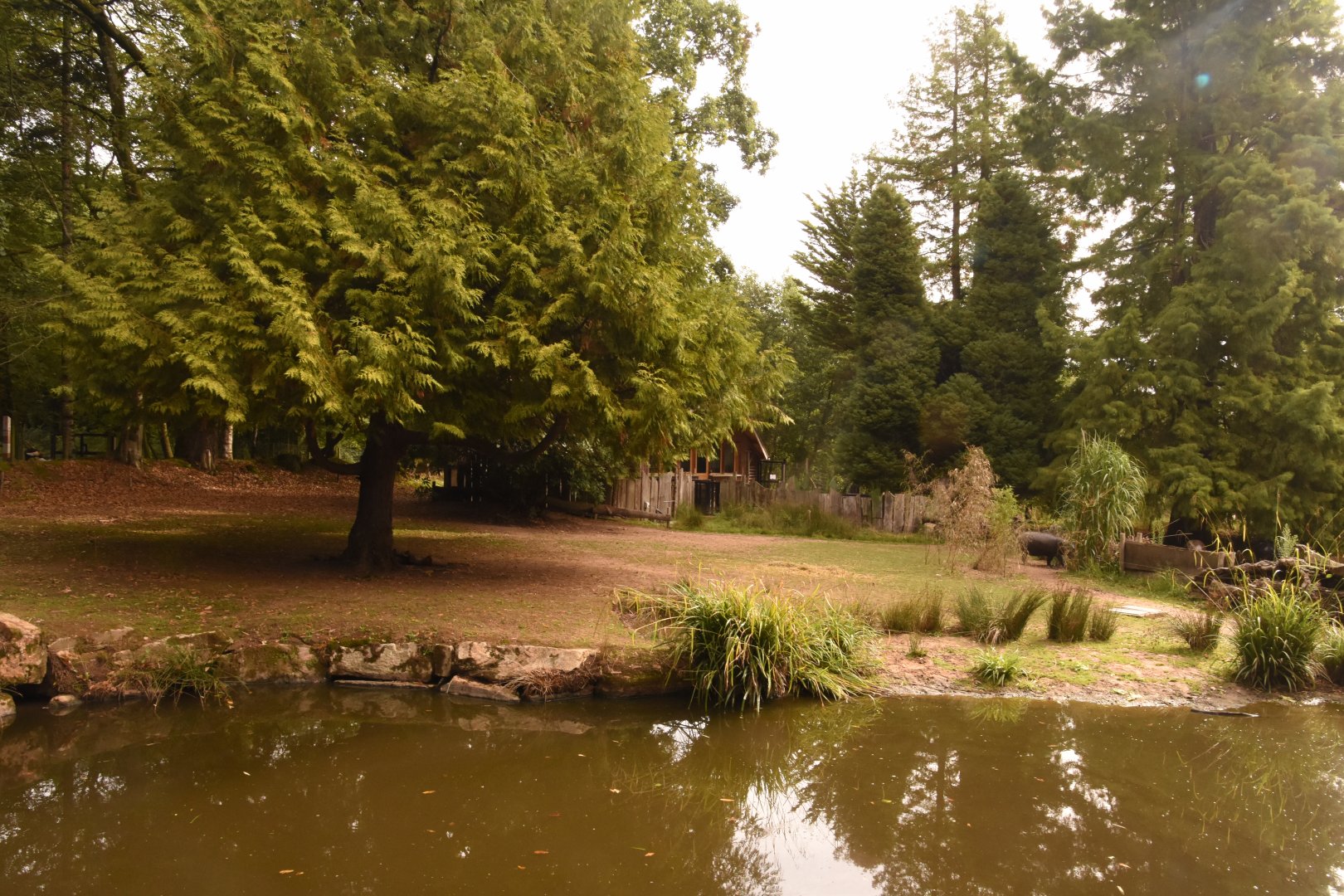 Pygmy Hippo enclosure 1