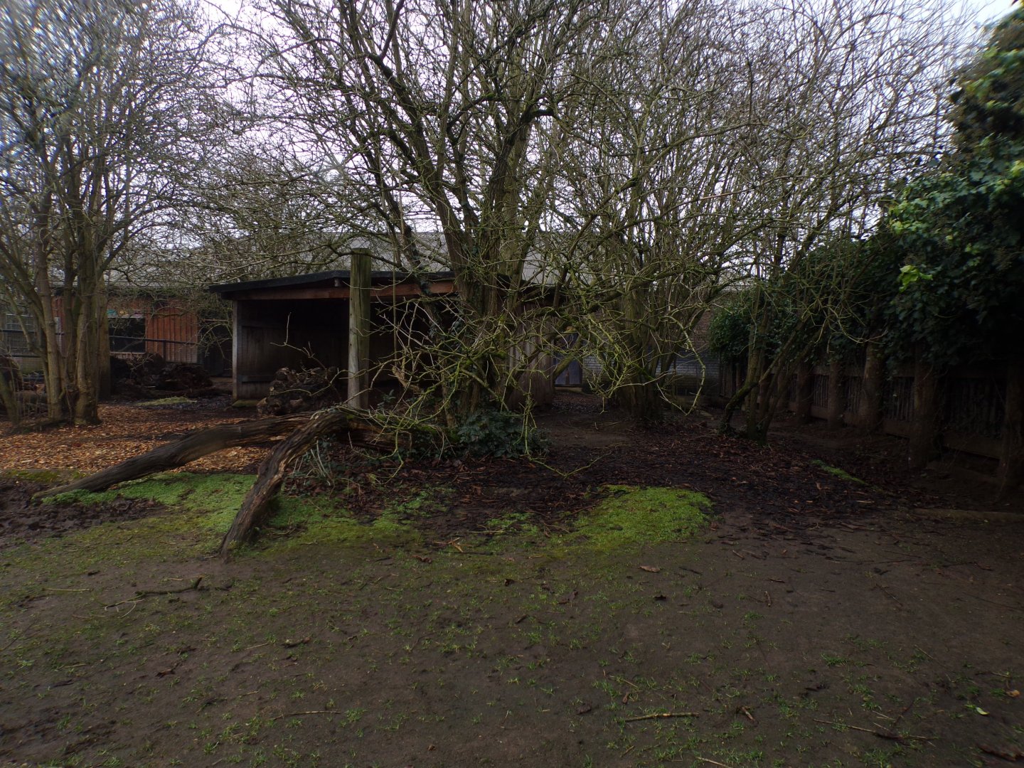Pygmy hippo enclosure 11.2.25