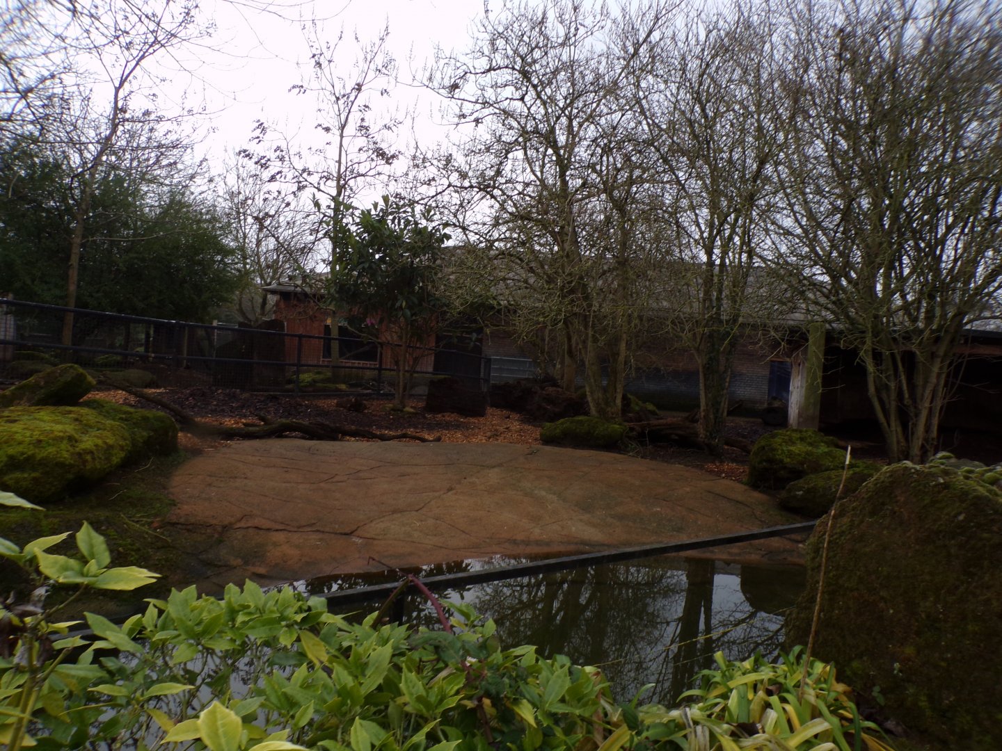 Pygmy hippo enclosure 11.2.25