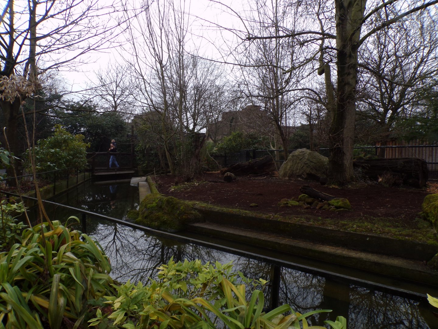 Pygmy hippo enclosure 11.2.25