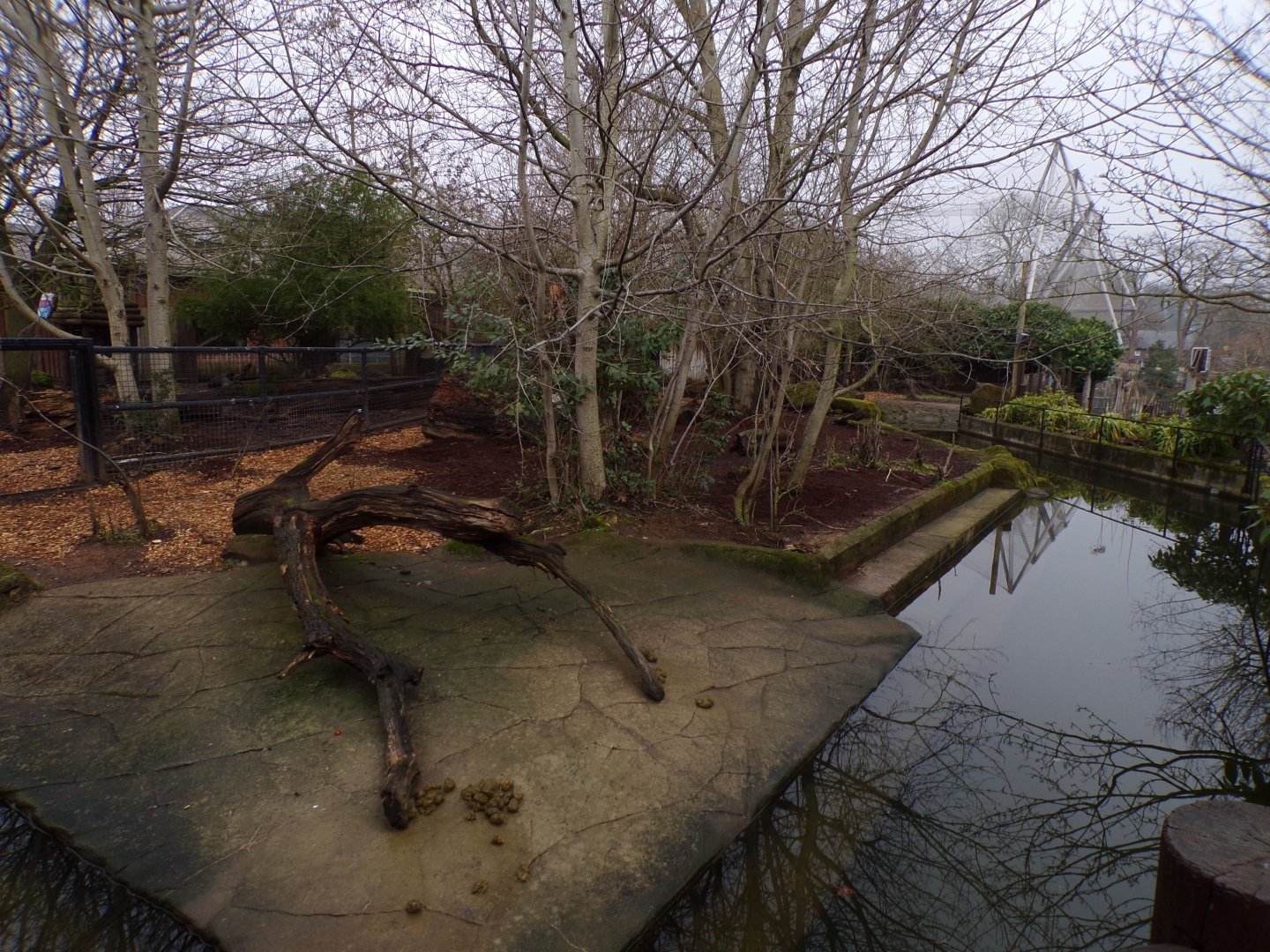 Pygmy hippo enclosure 11.2.25