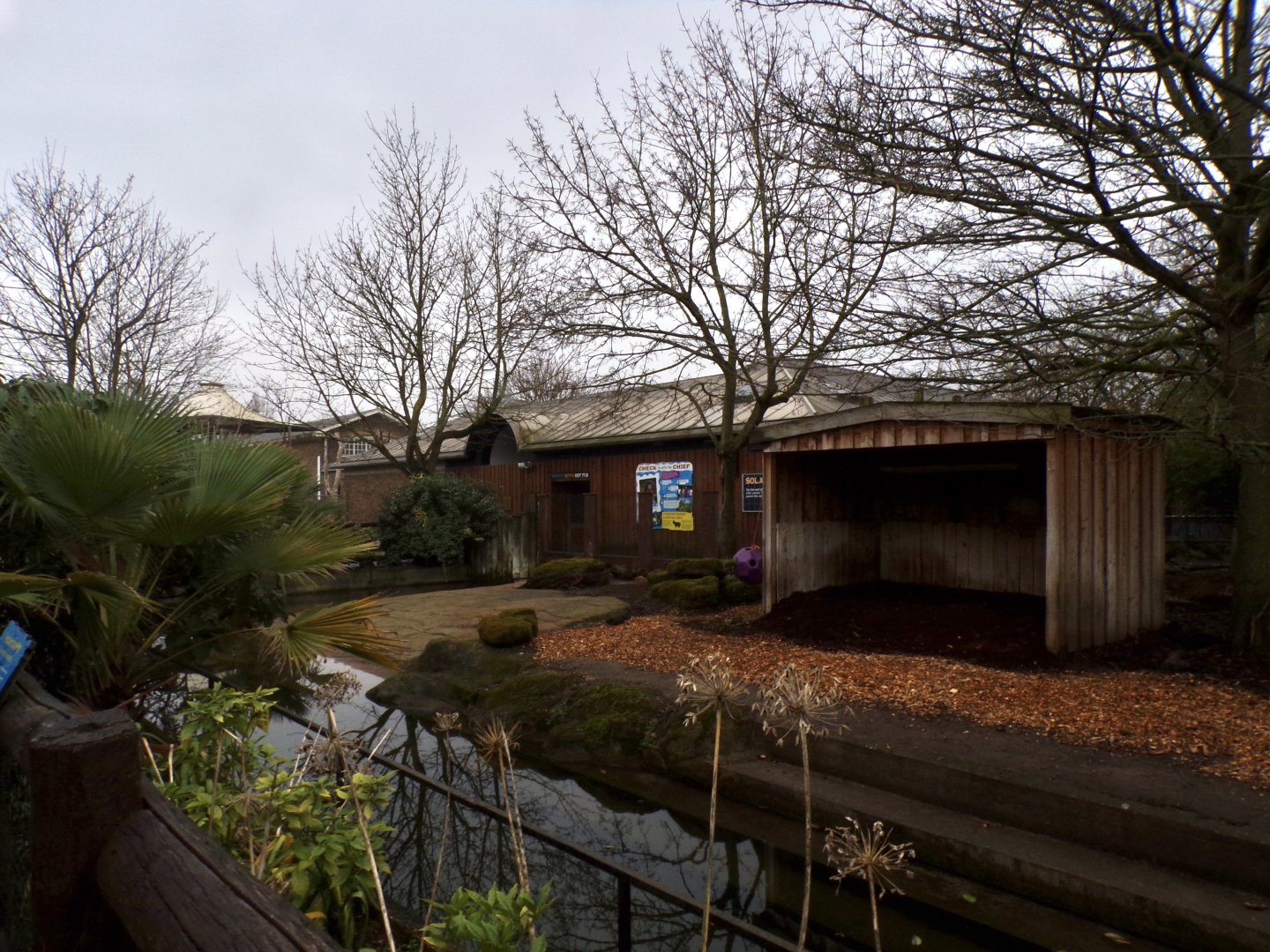 Pygmy hippo enclosure 11.2.25