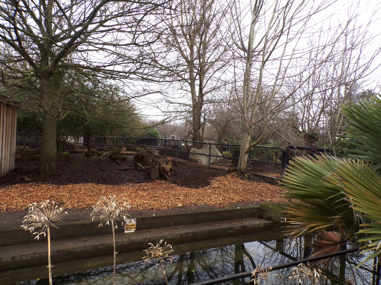 Pygmy hippo enclosure 11.2.25