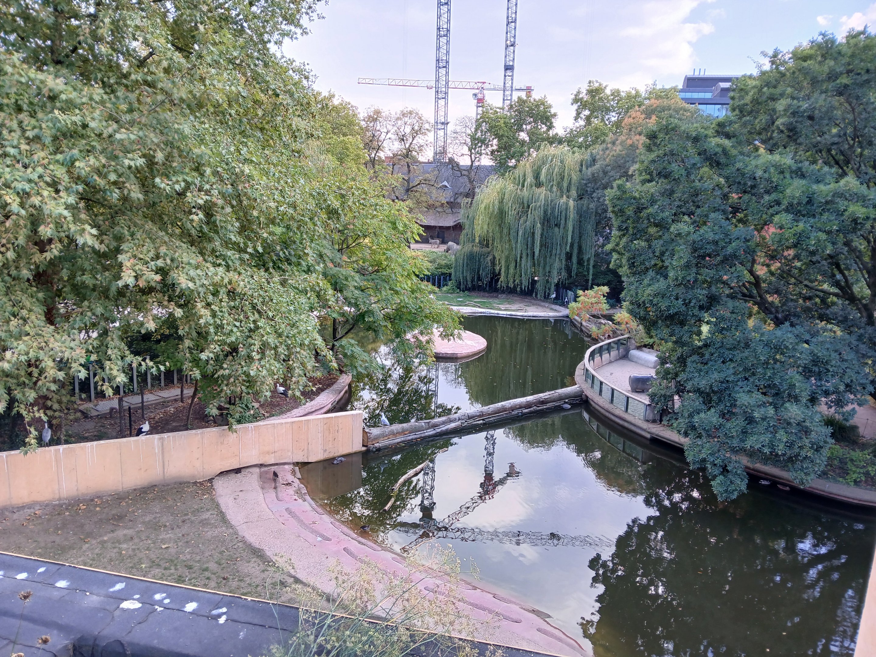 Pygmy Hippo enclosure (30th September 2025)