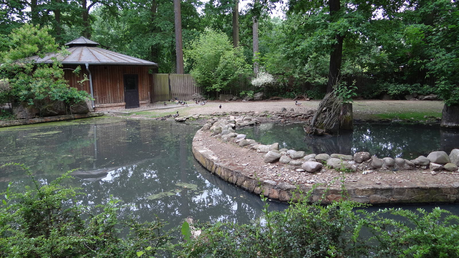 Pygmy Hippo enclosure and house