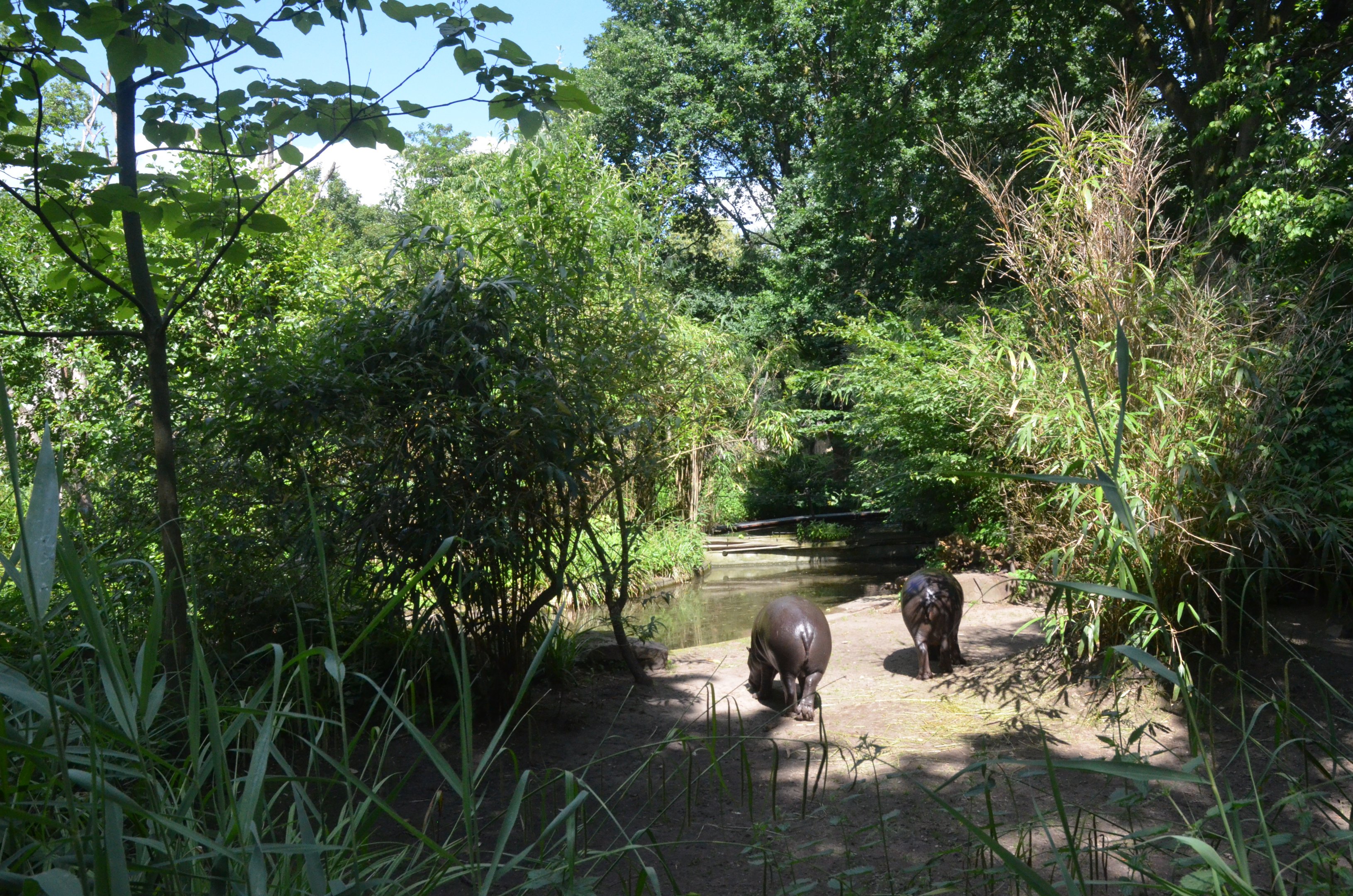 Pygmy Hippo Enclosure at Duisburg, 17/06/19