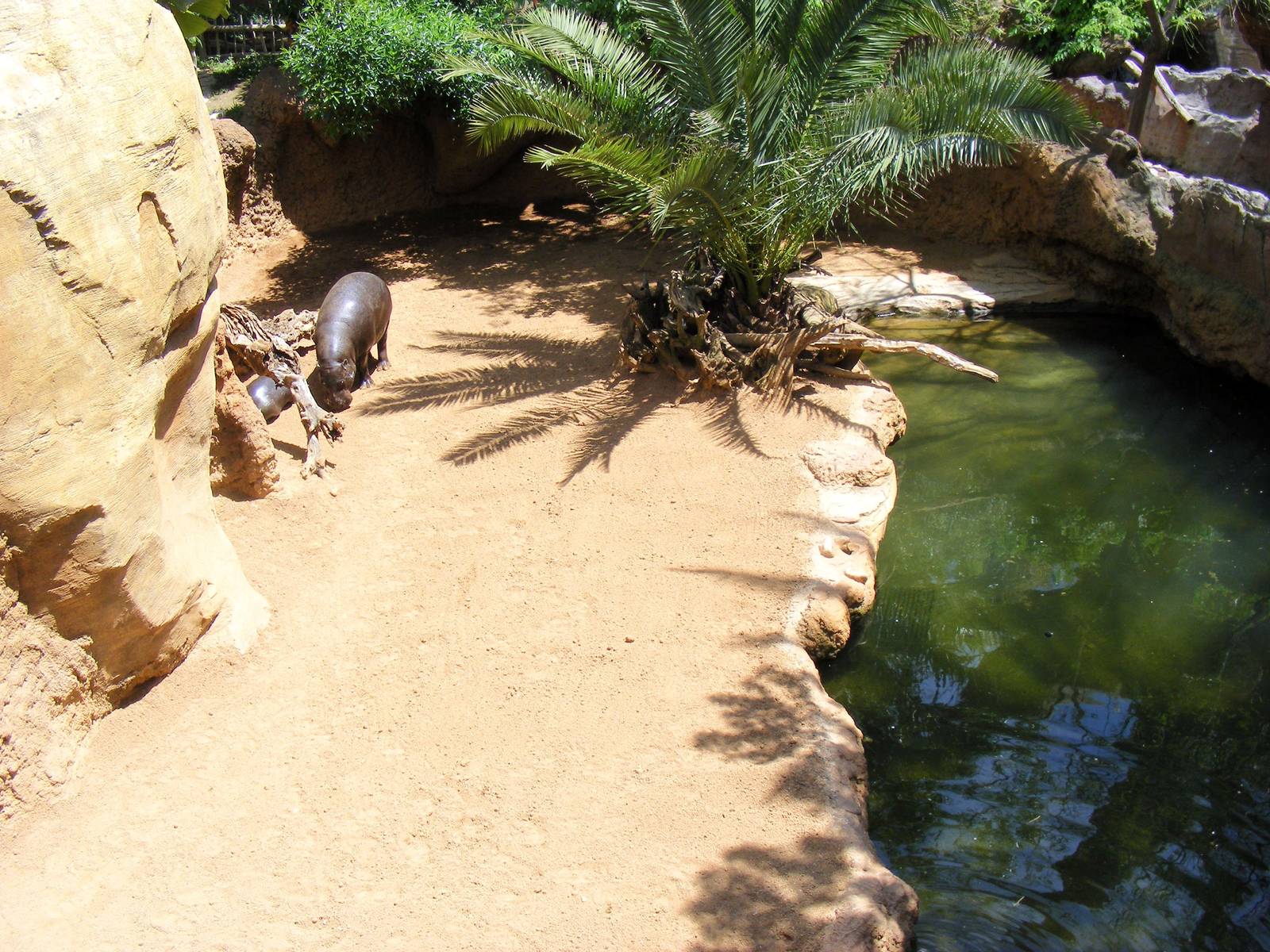 Pygmy hippo enclosure at Fuengirola Zoo, 30 April 2009