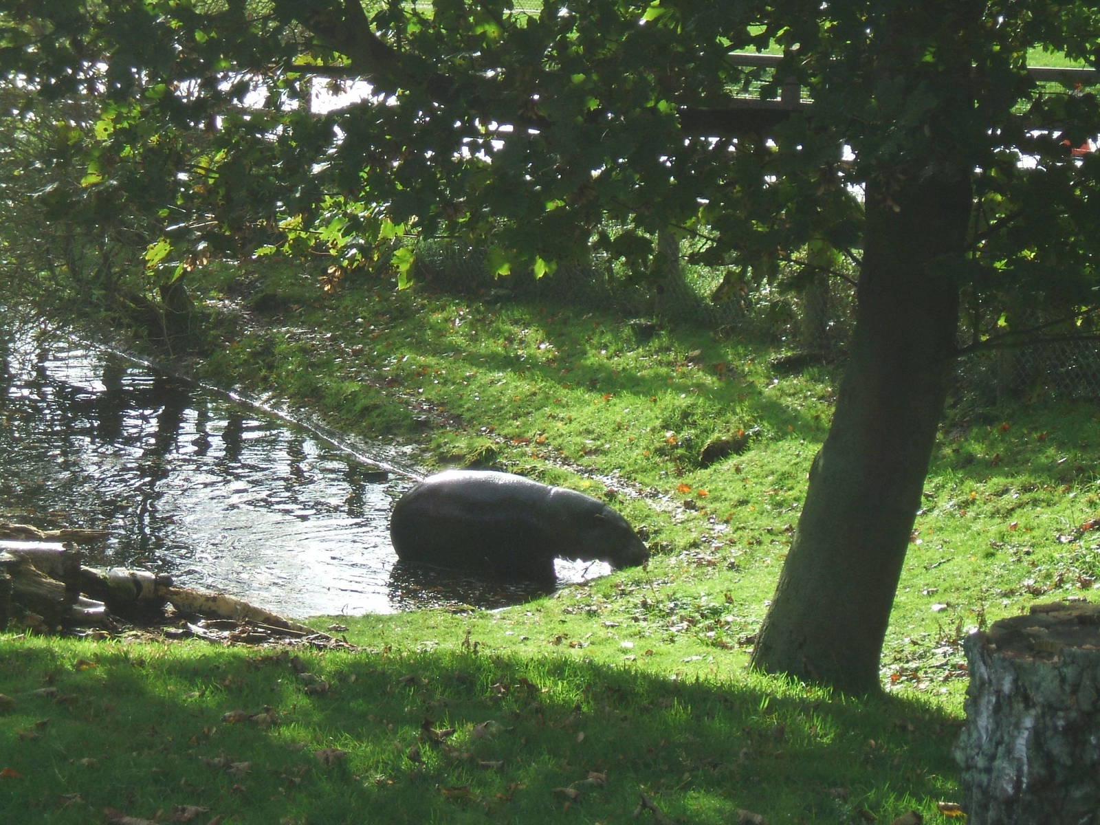 Pygmy Hippo Enclosure at Whipsnade