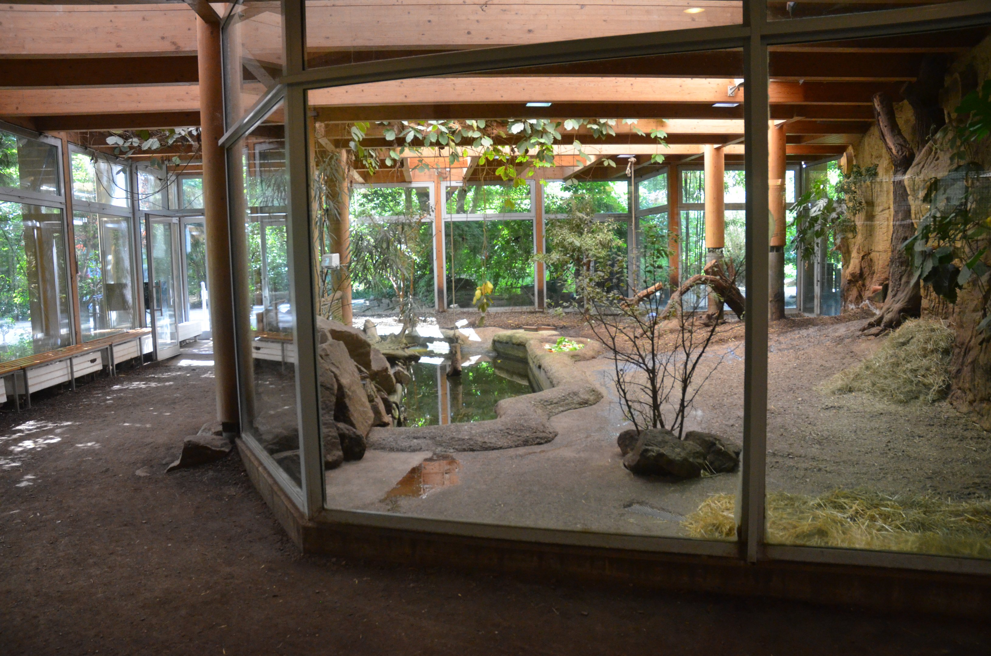 Pygmy Hippo Enclosure in Aequatorium at Duisburg, 17/06/19