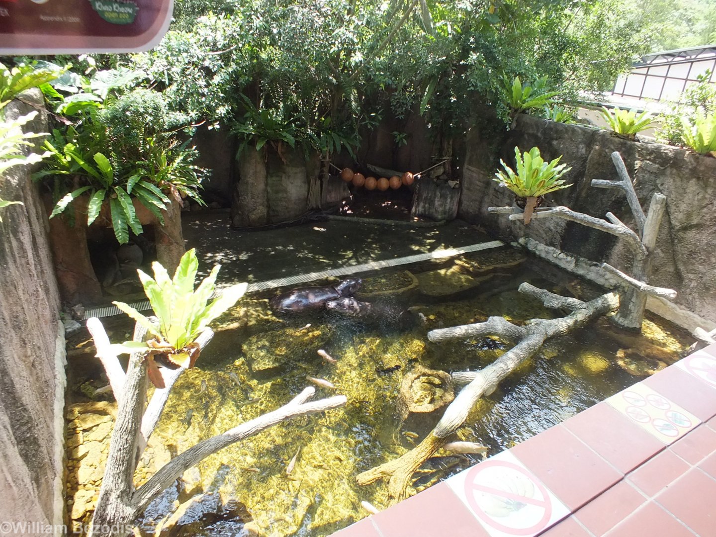 Pygmy Hippo Enclosure in Wildlife Wonderland