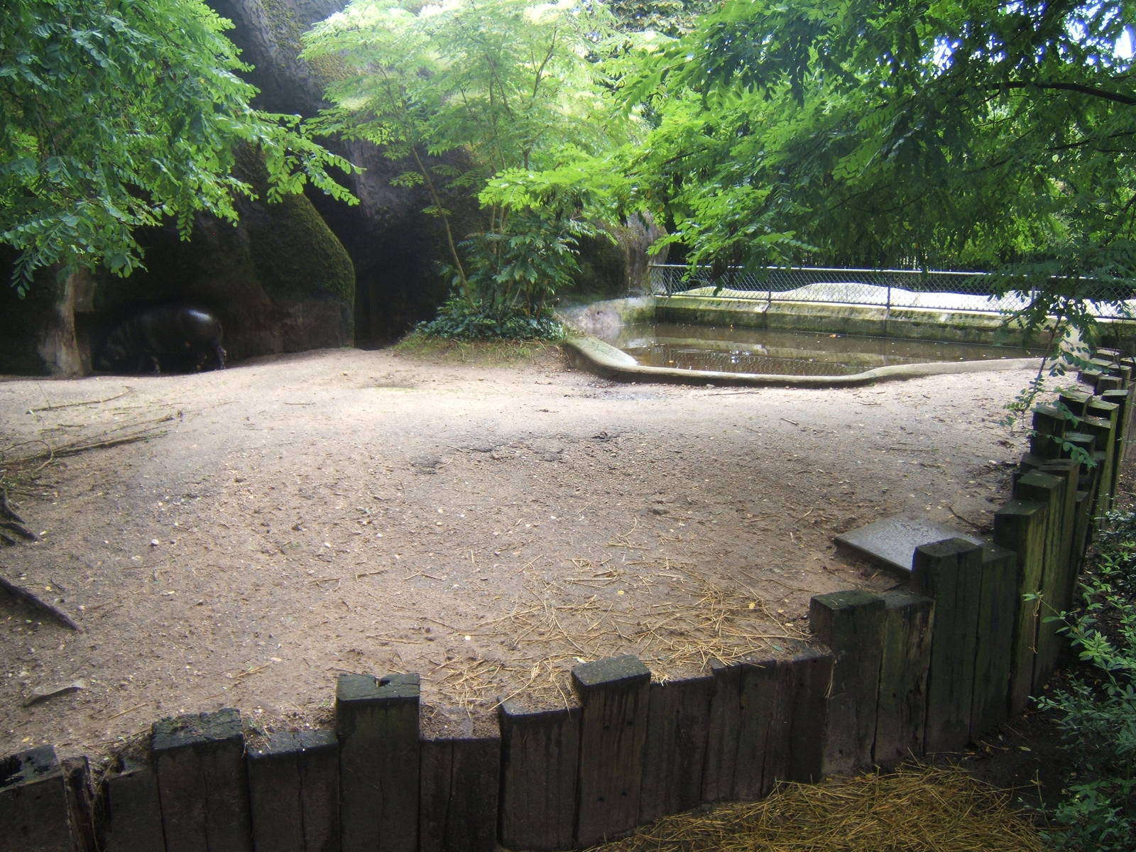 Pygmy Hippo enclosure