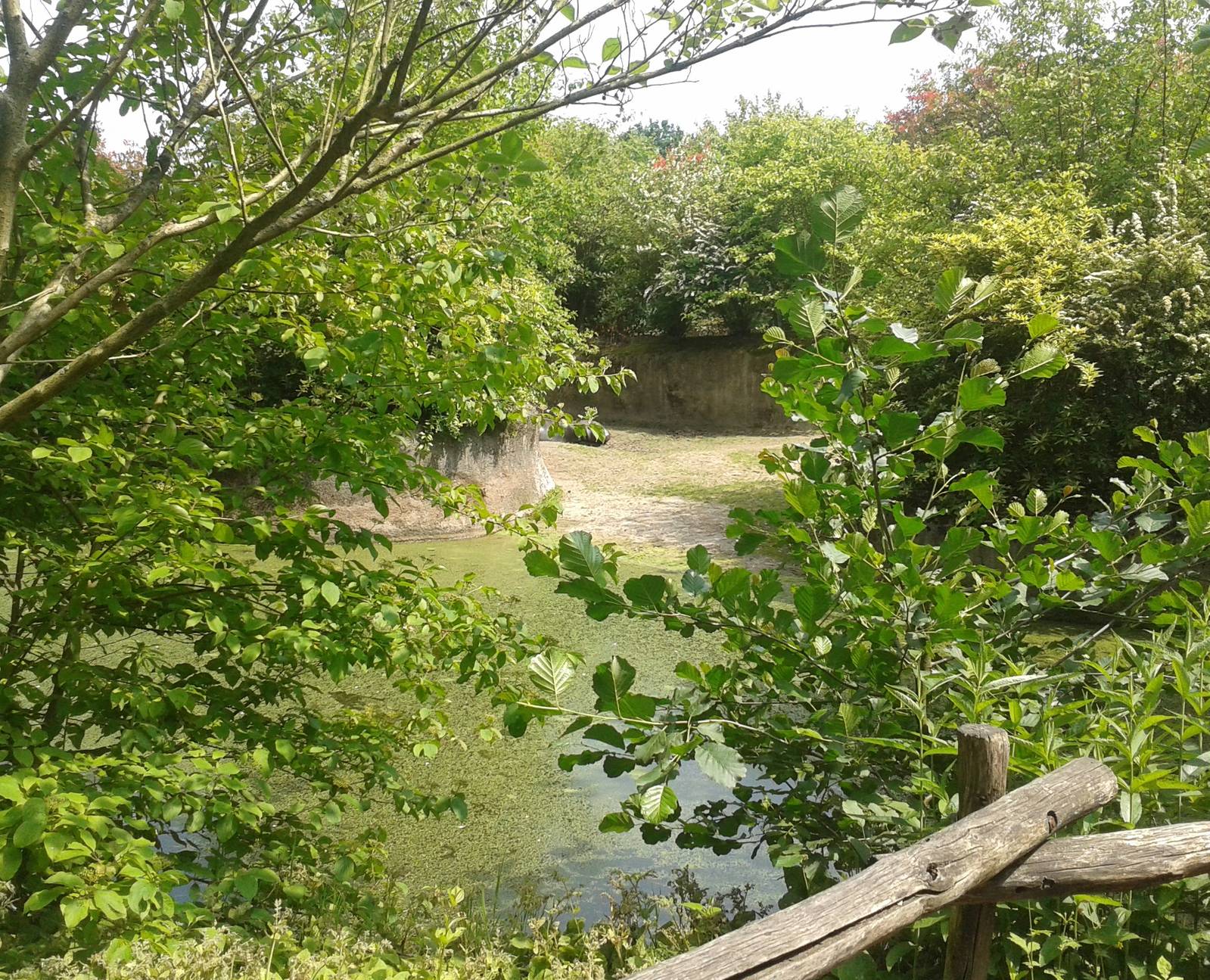 Pygmy hippo enclosure