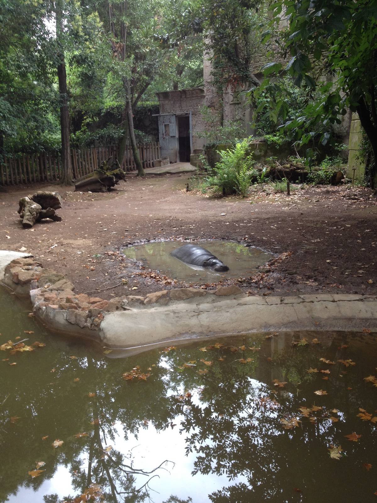 Pygmy Hippo Enclosure