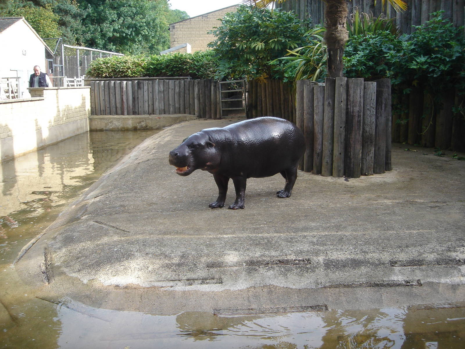 Pygmy Hippo Enclosure.