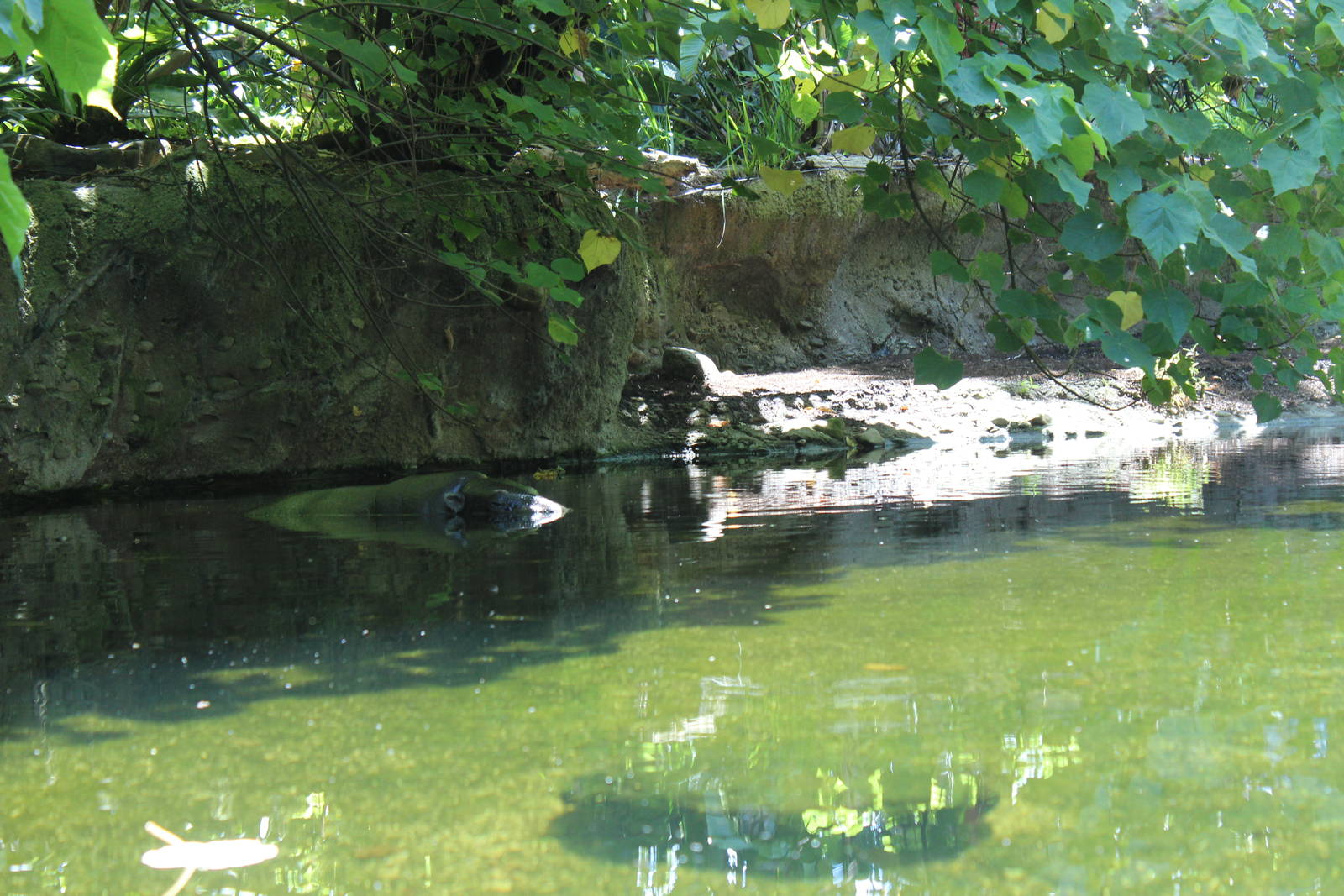 Pygmy Hippo Enclosure
