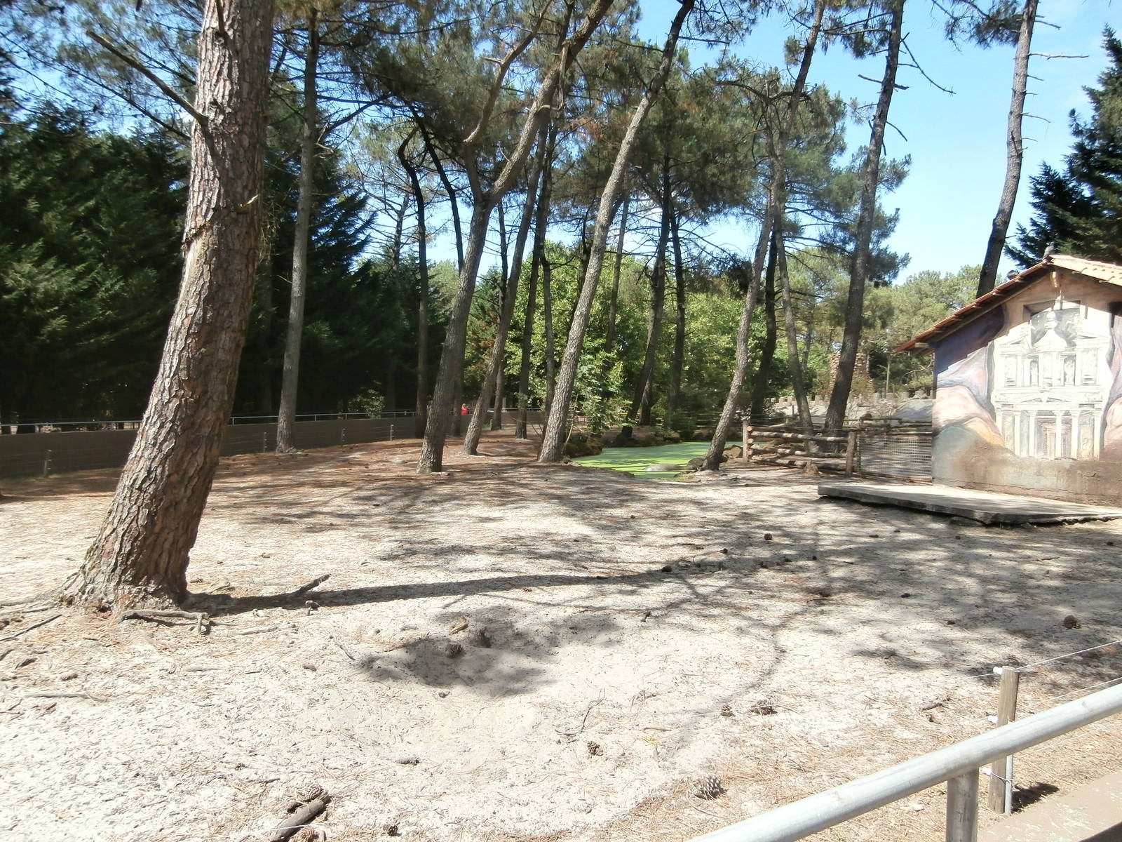 Pygmy hippo enclosure