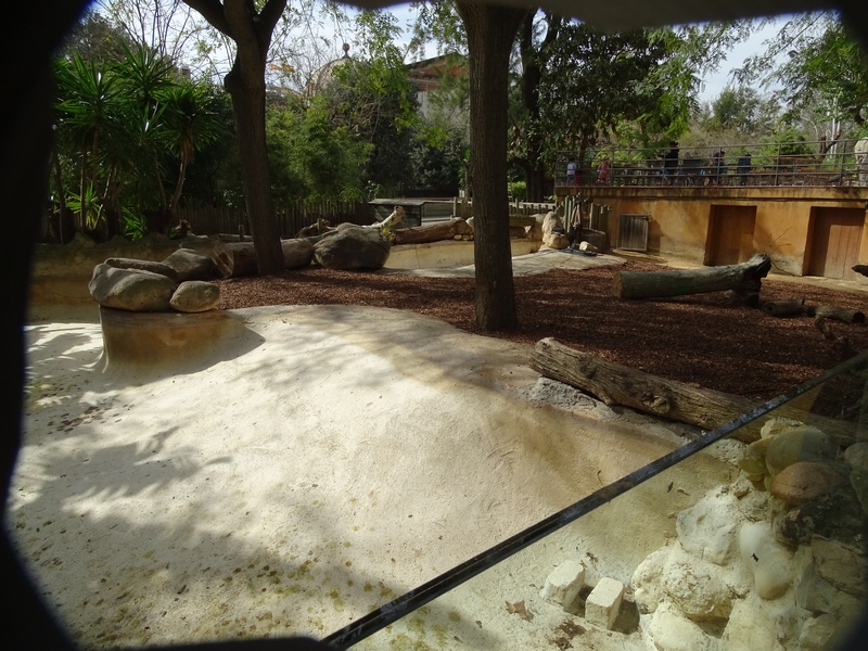Pygmy hippo enclosure