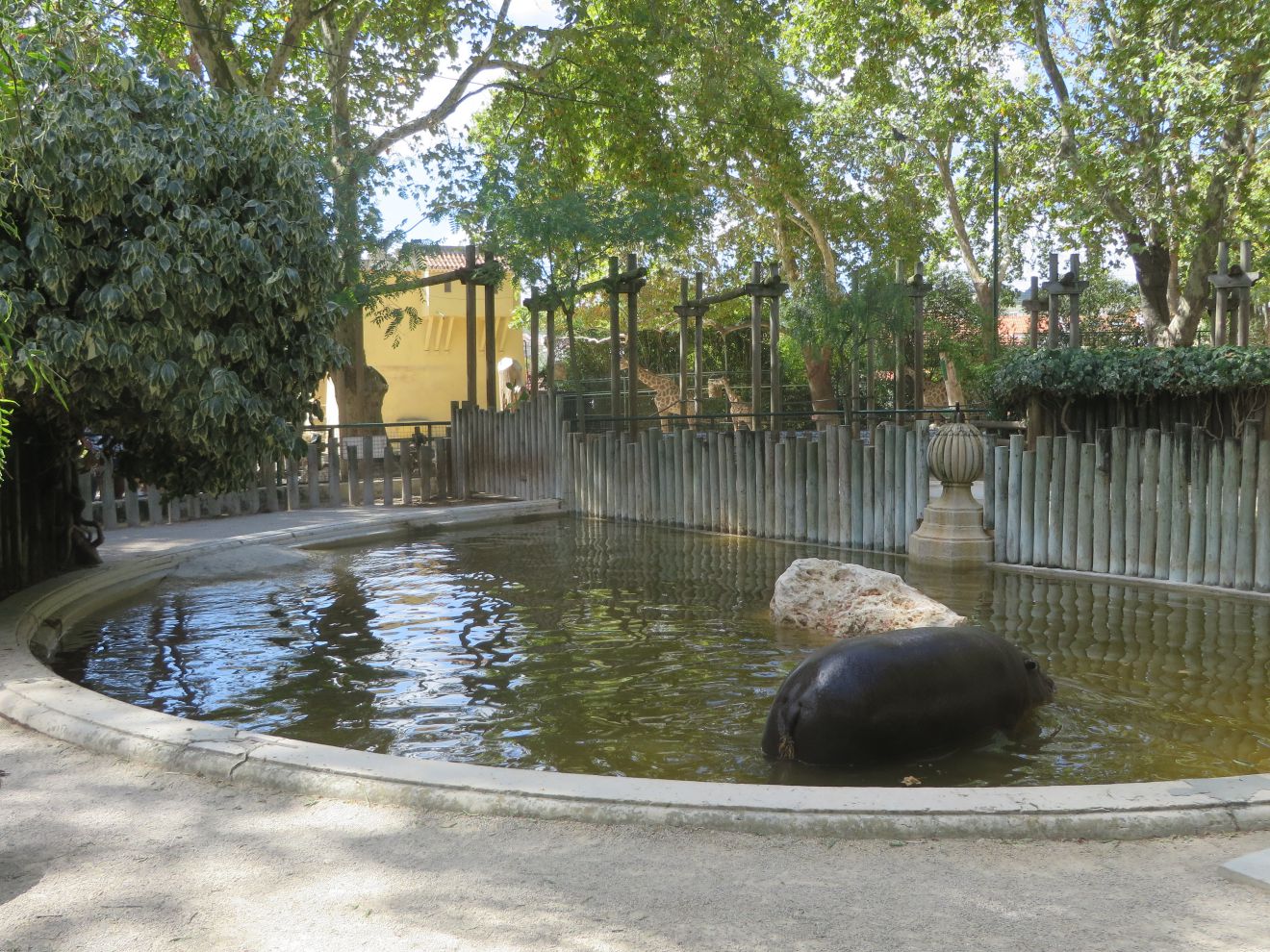 Pygmy hippo enclosure